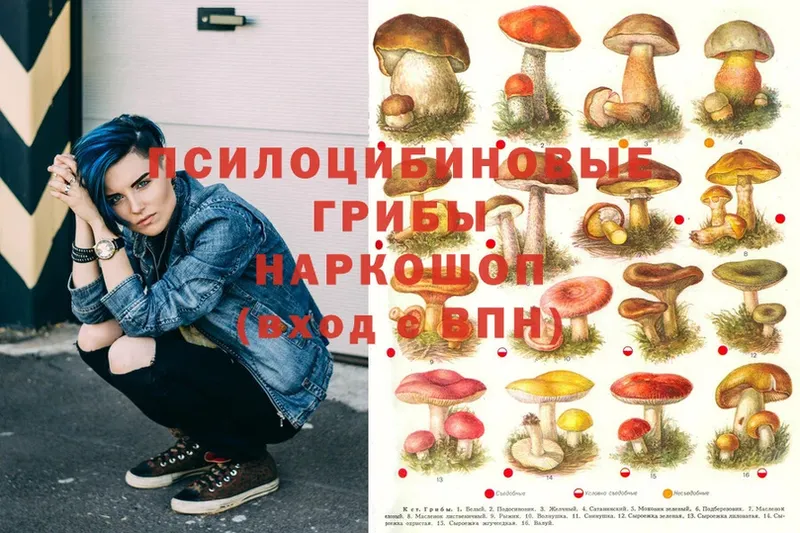 Галлюциногенные грибы Psilocybine cubensis  Вольск 